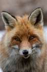 Close-up portrait of a red fox looking at the camera Gran Paradiso National Park-Italy Art Print